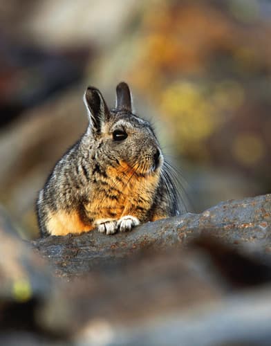 Vizcacha ecuatoriana – Lagidium ahuacaense