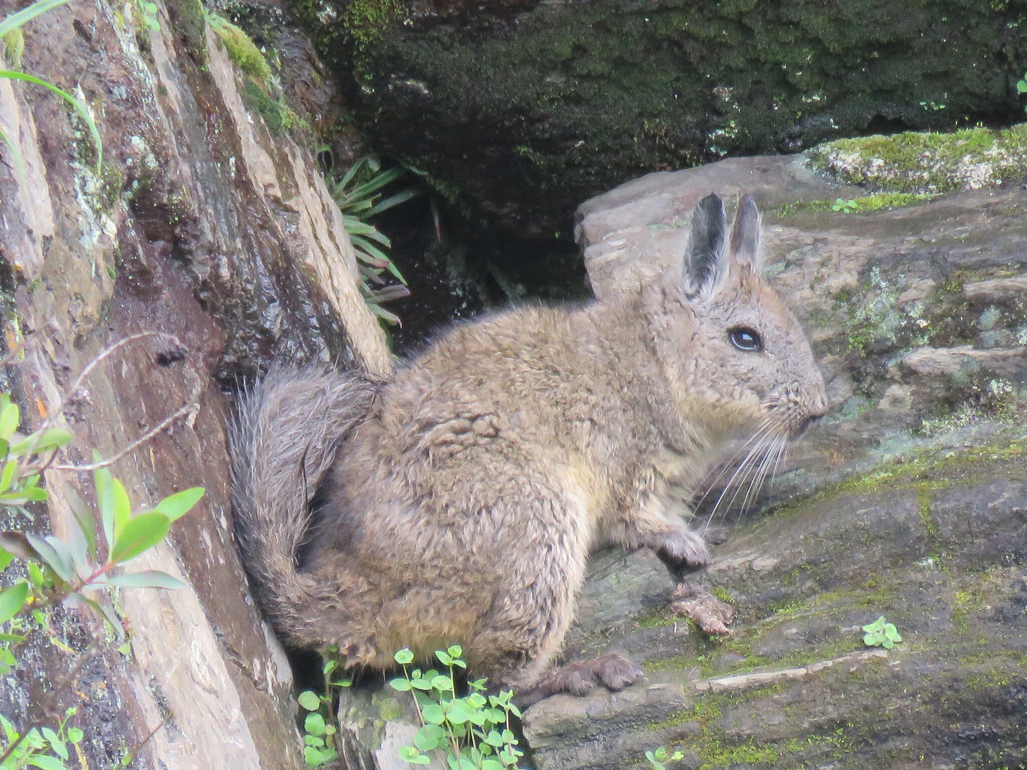 Vizcacha en hábitat rocoso