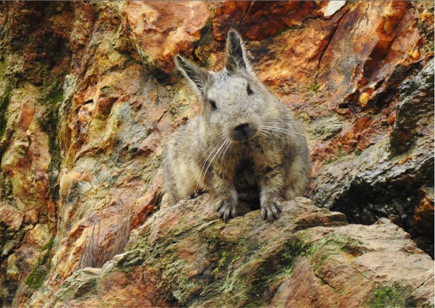 Vizcacha ecuatoriana – segunda toma